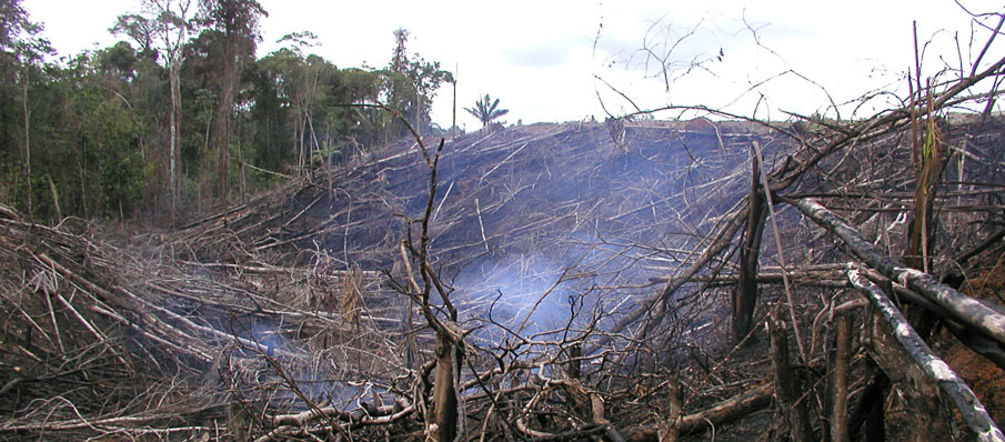 Brasil pierde ya 1,65 millones de hectáreas de selva por año