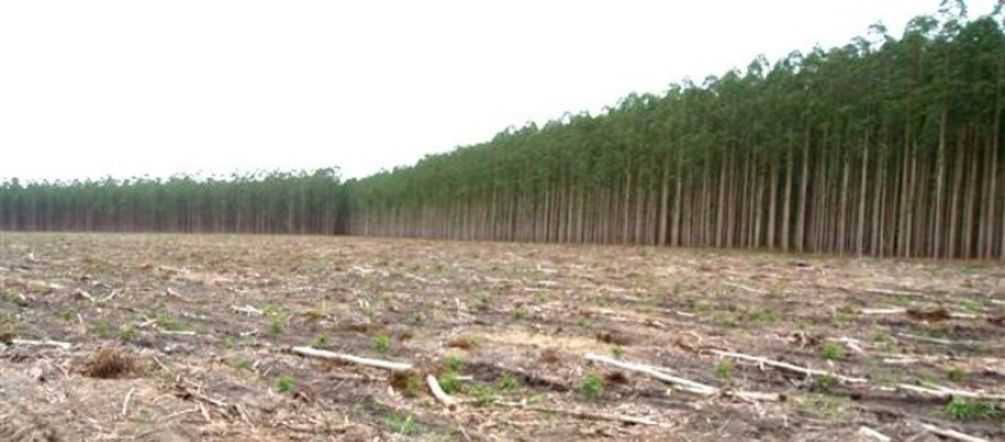Plantaciones no son bosques Monocultivo de eucalipto