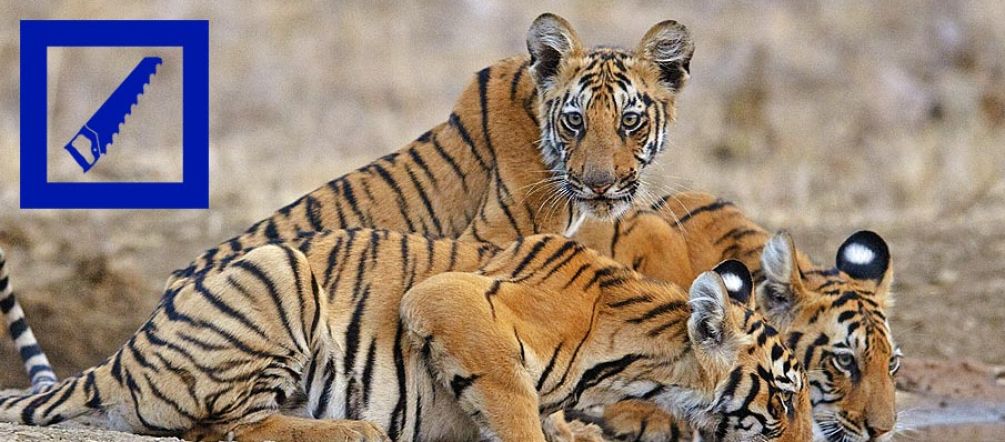Los tigres necesitan amplias riveras para encontrar presas. Foto: D. Mukherjee / Greenpeace Tres tigres tomando agua en la India