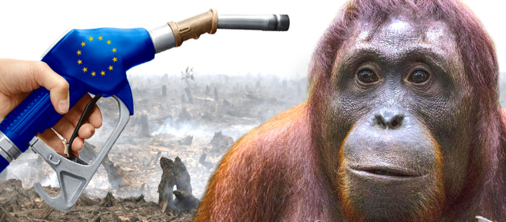 Política de biocombustibles de la UE destruye las selvas tropicales y la biodiversidad