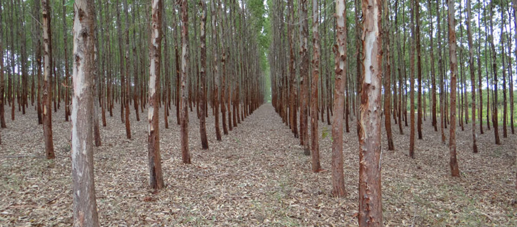 Monocultivos de árboles no son "bosques" Monocultivo de eucalipto