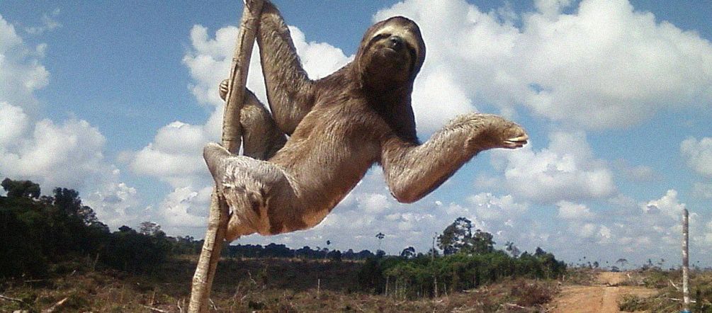 Adiós a la selva Perezoso en un área deforestada en Perú