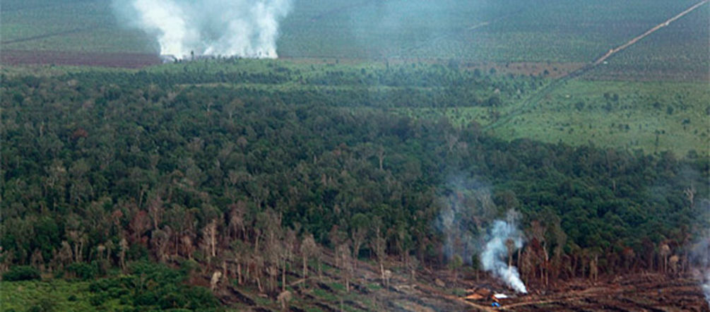 Se provocaron más de 100 incendios en Tripa Bosque está siendo quemado y talado
