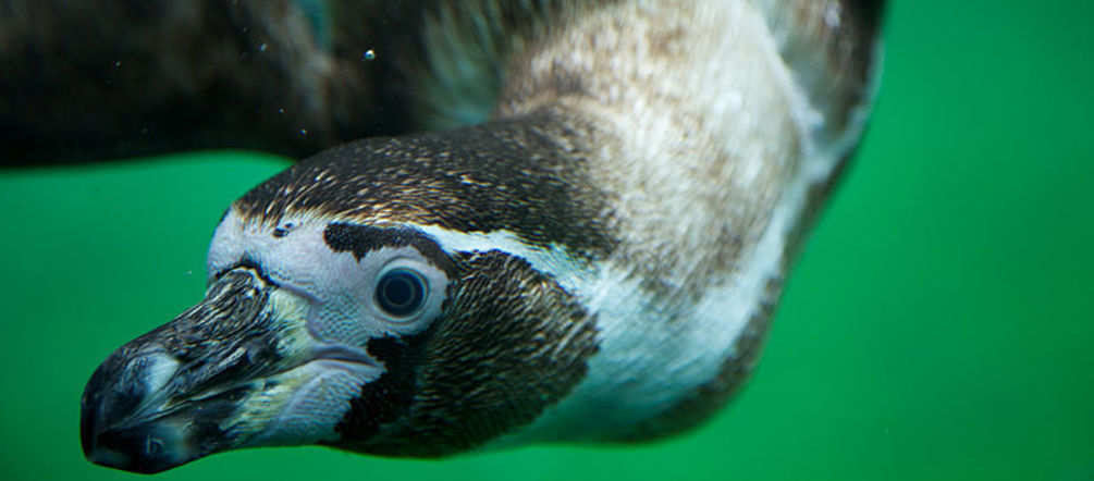Pingüino Humboldt