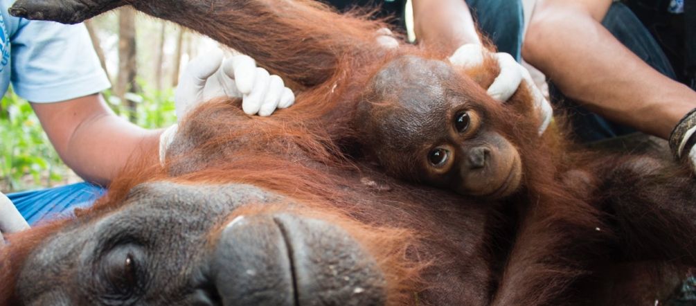 Unos 20.000 orangutanes, un tercio de la población total de estos animales están en peligro vital Orangutana con cria recibe atención veterinaria