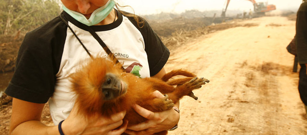 Los animales pierden su hábitat por la deforestación causada para extender la palma (Foto: Tantyo Bangun) Veterinaria rescatando un mono de una plantación de palma