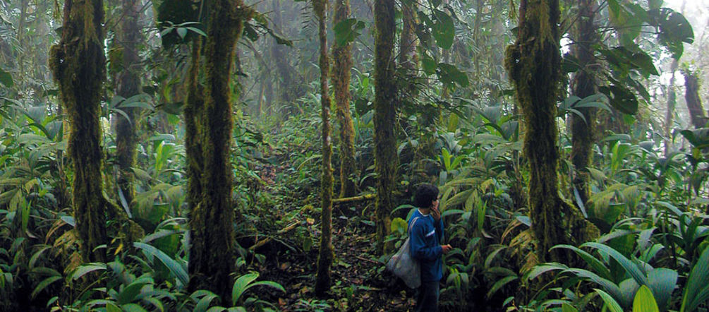 Bosque nublado de Intag, cantón Cotacachi, provincia Imbabura, Ecuador Bosque de niebla amenazado por proyecto minero