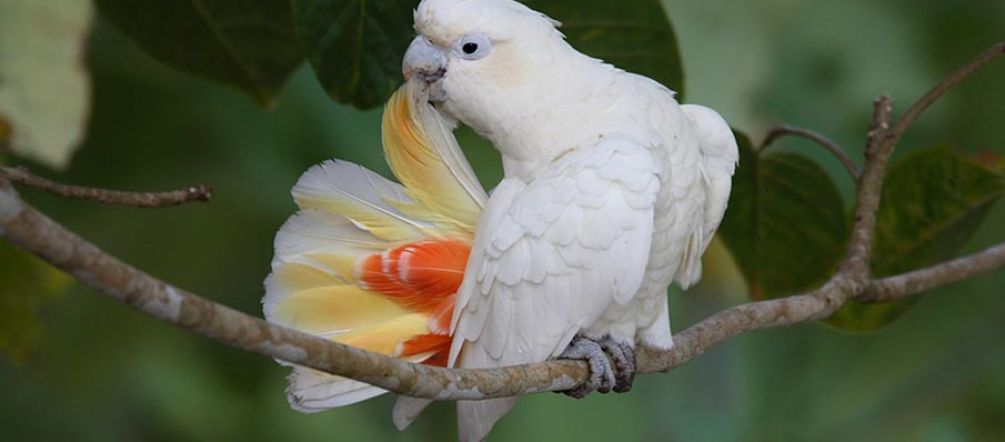 La cacatúa filipina Una cacatúa filipina asea su cola en la selva