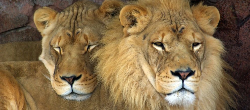 Los leones han desaparecido en doce países de África León y leona