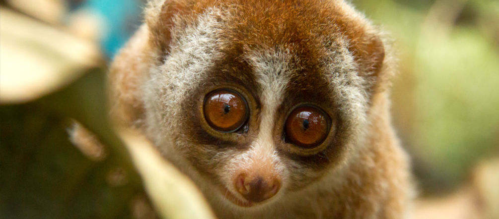 Severamente amenazados de extinción Loris