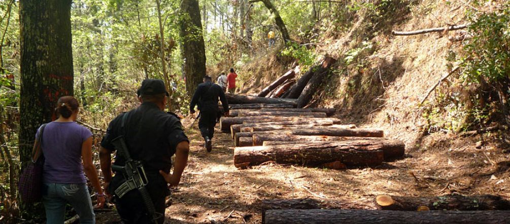 Extracción de madera en los Chimalapas