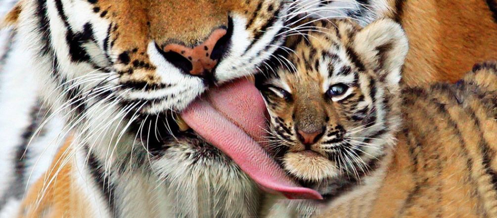 Sólo quedan 100 tigres en los manglares de Sundarbans Mamá tigre con cría