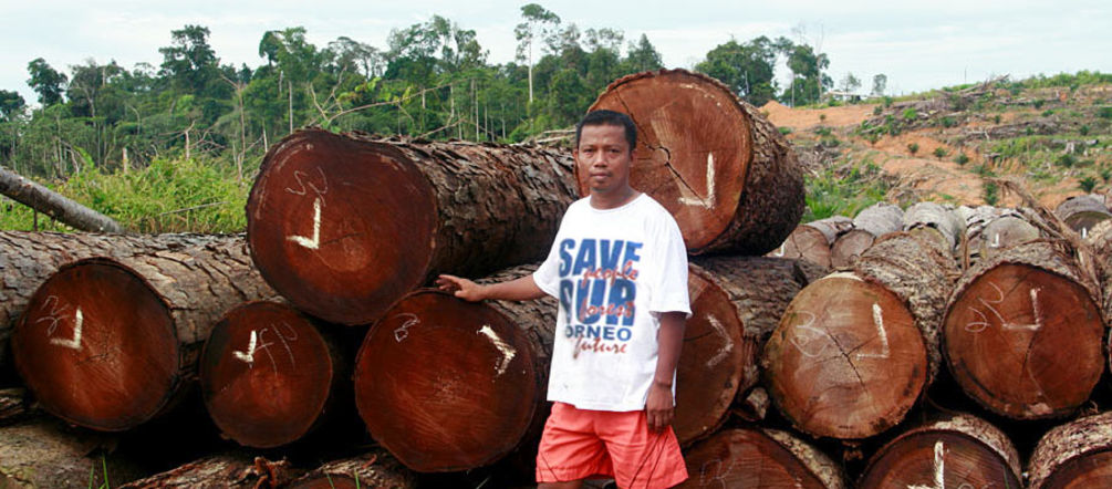 Estos bosques fueron talados ilegalmente y en su lugar crecen plantaciones de palma Madera ilegal en Indonesia