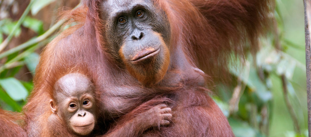 Orangutanes - en peligro de extinción por la expansión del cultivo de aceite de palma para nuestros alimentos y biocombustibles Orangutana y su bebé