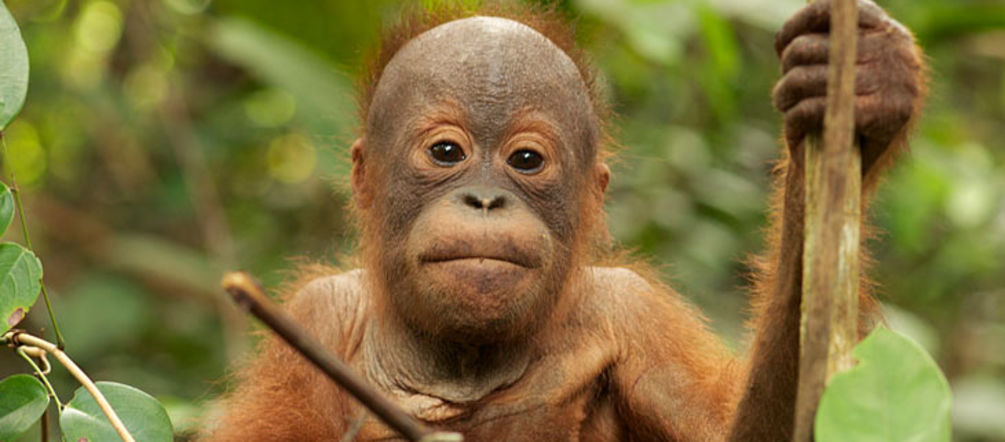 Tripa salvado para los orangutanes de Sumatra Orangután en la selva indonesia