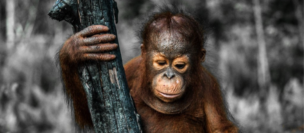 Baby orangutan con árbol quemado