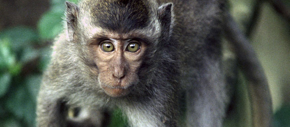 Una oportunidad para la biodiversidad de Palawan