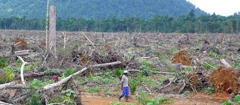 Deforestación para plantaciones de palma en Indonesia