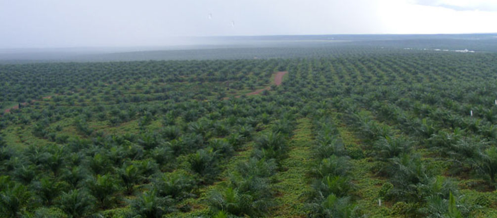 Monocultivo de palma aceitera Plantación de palma