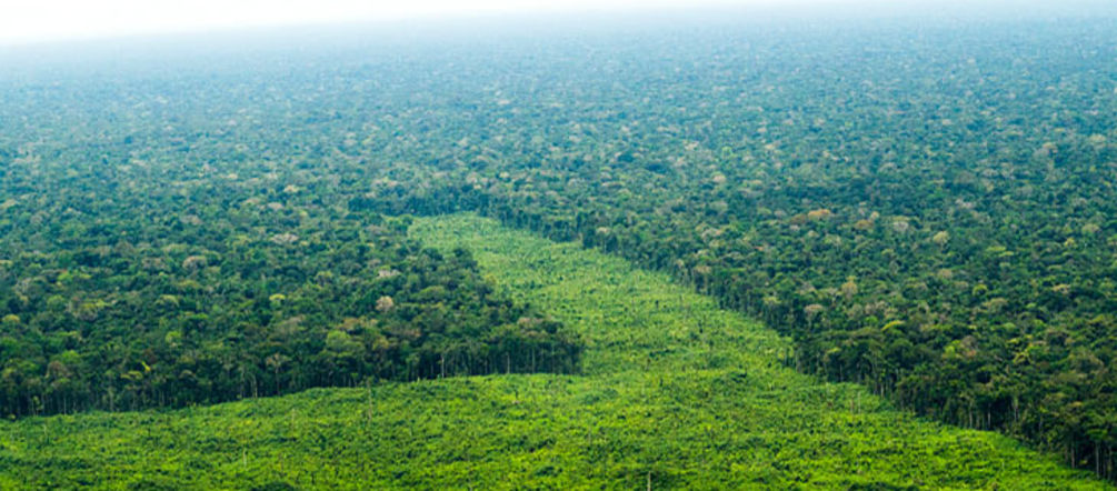 Deforestación de la Amazonía para la siembra de palma en lo que antes era selva
