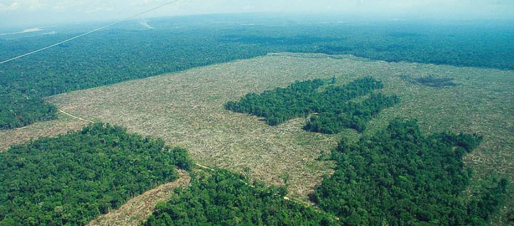 Selva destruida para monocultivos industriales