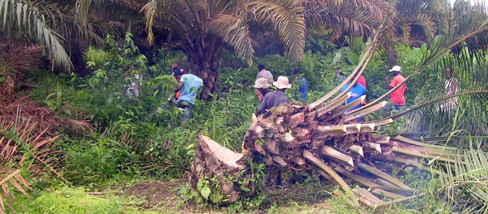 Pobladores se oponen a la expansión de la palma Cortando palma aceitera