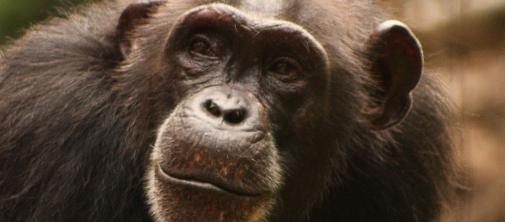 El hábitat de los chimpancés encoge a un ritmo amenazante Chimpancé de África occidental (Pan troglodytes verus)