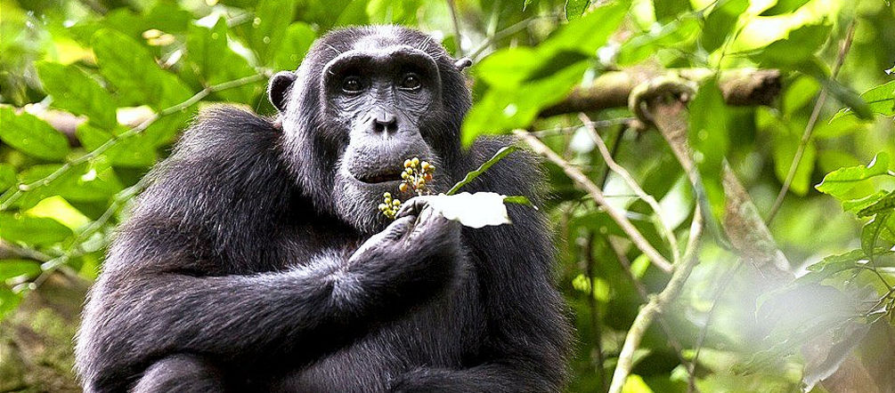 Desaparece el hábitat de los chimpancés Chimpancé en Uganda