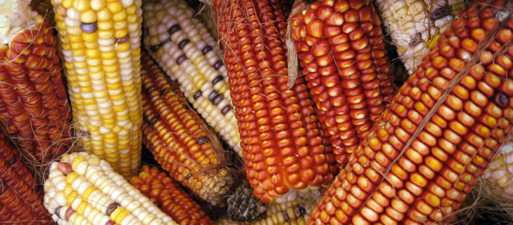 Cosecha de maíz Mazorcas de maíz