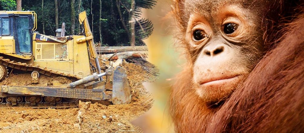 La selva tropical y el hábitat de los orangutanes son destruidos por las plantaciones de palma Un oranguntan mira desesperado como una excavadora destruye la selva