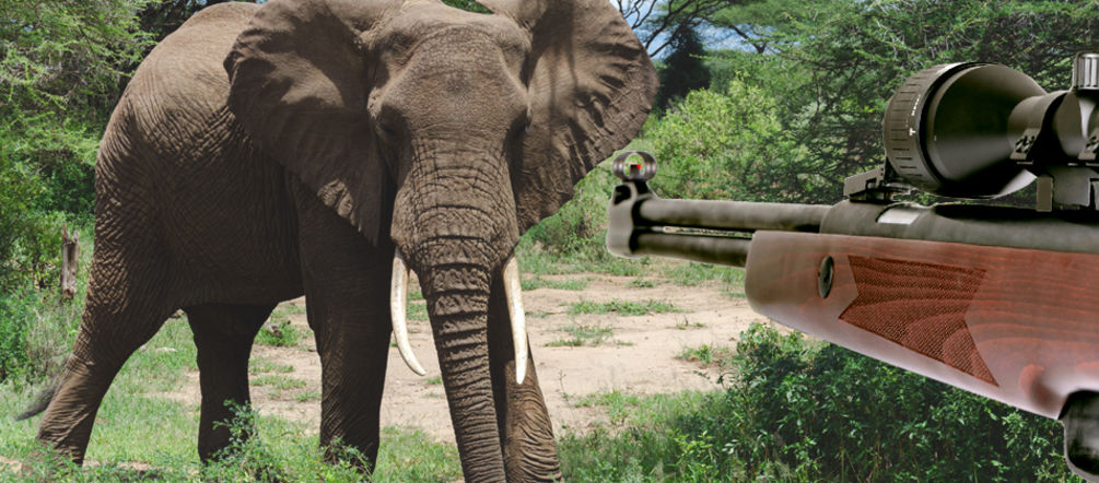 Elefantes, en la mira de los cazadores ilegales Elefante, caza ilegal