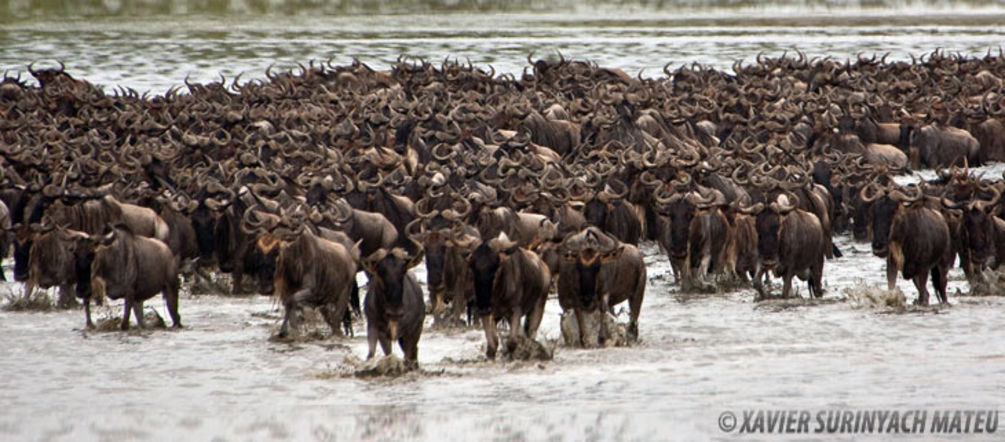 El Serengeti está amenazado