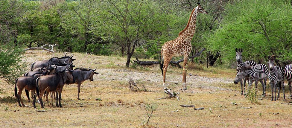 Jirafas, cebras, ñus en la Reserva Selous