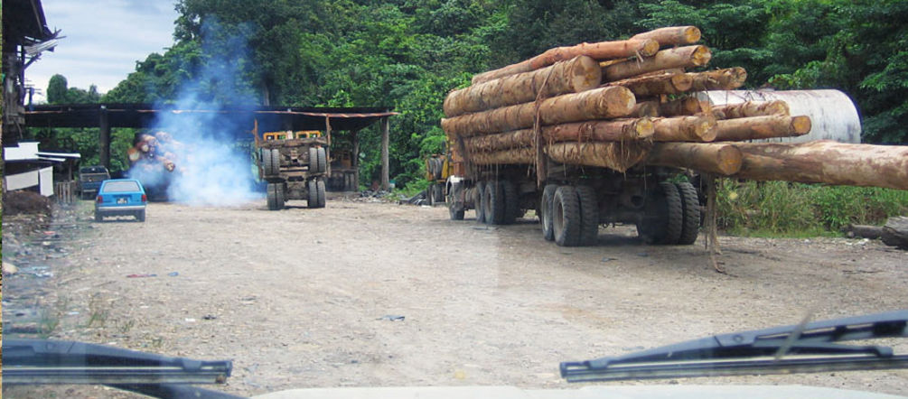Camiones con madera ilegal de Sabah (Fuente: BMF) Transporte de madera tropical