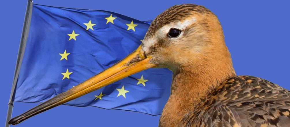 La expansión de la agricultura industrial desplaza a aves como la aguja colinegra (Limosa limosa) Aguja colinegra (Limosa limosa) y bandera de Europa
