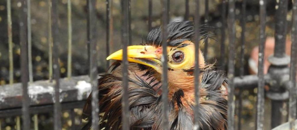 La comercialización de aves está significando la desaparición de algunas especies Ave enjaulada