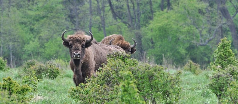 Único en Europa: 900 bisontes salvajes viven en Bialowieza Bisontes europeos en el bosque de Bialowieza en Polonia
