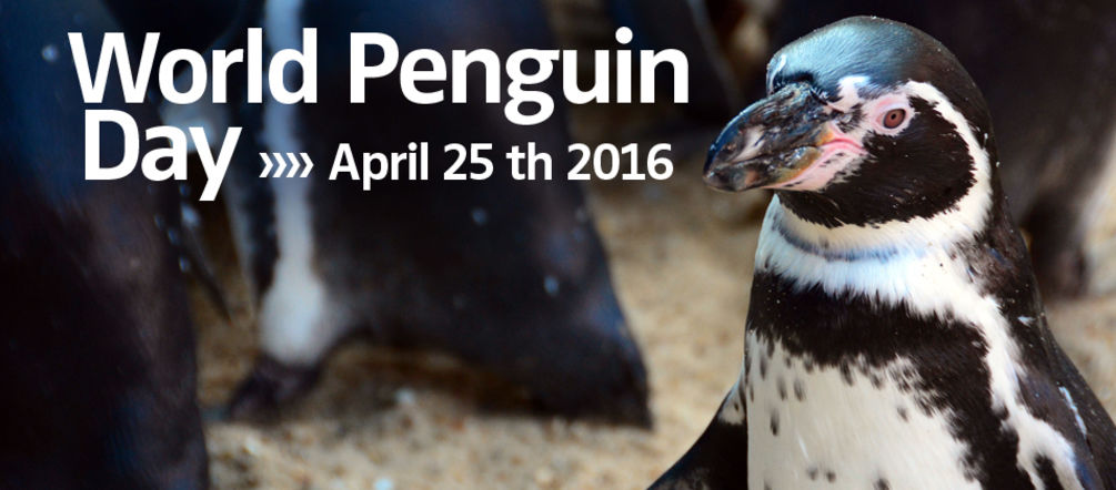 Aves poco comunes: los pingüinos Humboldt viven en la costa de Chile y Peru Pingüino Humboldt y Día Mundial del Pingüino