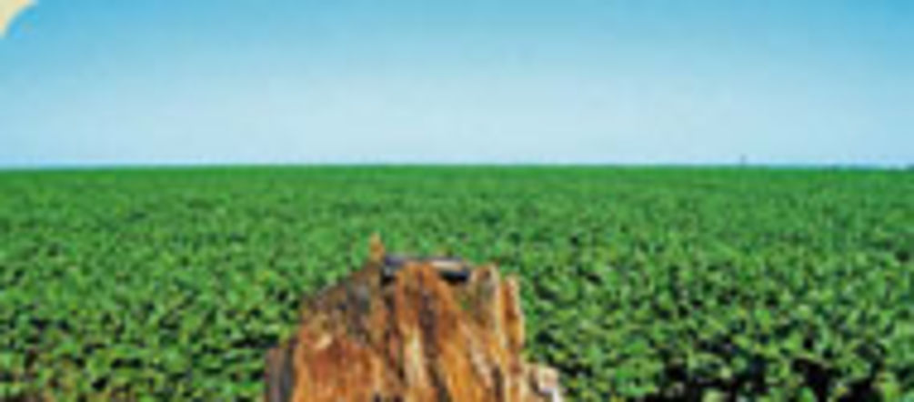 Campo de soja
