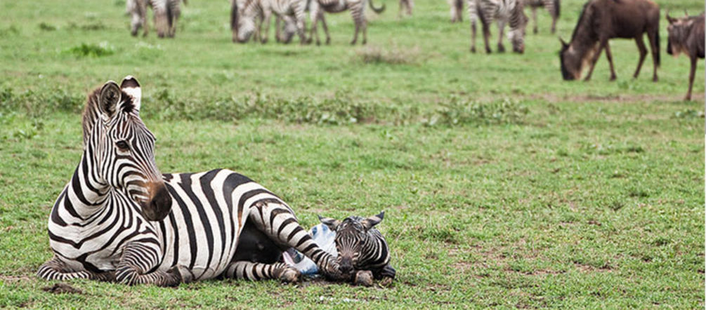 Serengeti