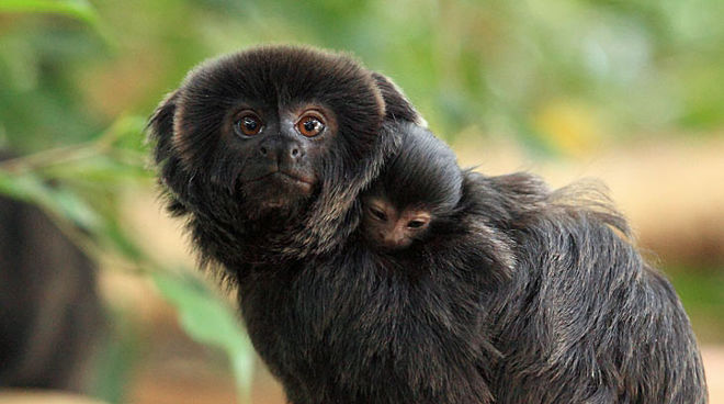 Alto Purús tiene una gran biodiversidad © Stiftung Papiliorama (Suiza)/Thomas Rawyler
