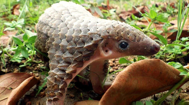 saquen al pangolín del menú salva la selva