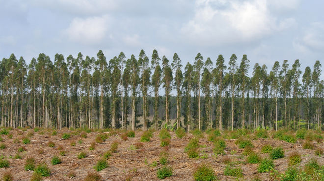 No es un bosque, es un desierto verde Plantación de eucalipto en Sudáfrica