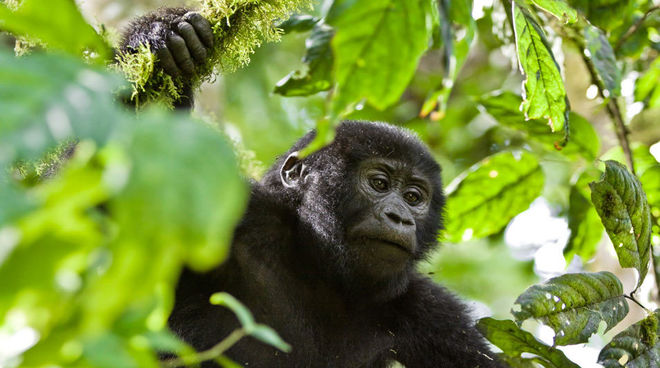 Los gorilas de montaña de África sólo sobreviven en bosques protegidos Gorila