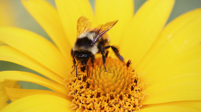 No sólo las abejas, también los abejorros y otros insectos polinizadores están severamente amenazados por los insecticidas neuroactivos. Abeja polinizando una flor