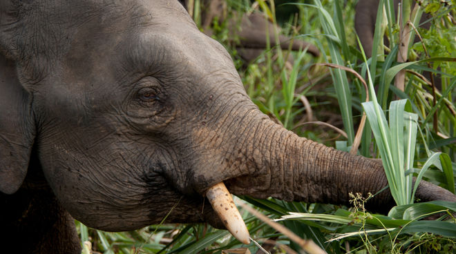 Los elefantes pigmeos de Borneo necesitan selvas bien protegidas Elefante comiendo