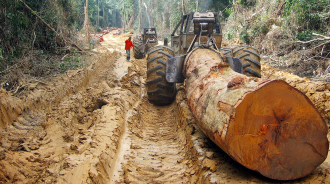 Tala de la selva en Congo Un tronco talado y transportado por la selva