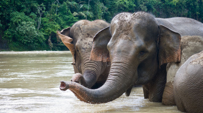 Cada vez más difíciles de ver: elefantes de Sumatra Elefantes tomando un baño
