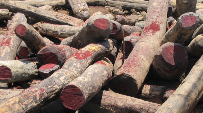 Palisandro y ébano se talan ilegalmente en varios países de África como Nigeria Madera de palisandro talada ilegalmente en Madagascar