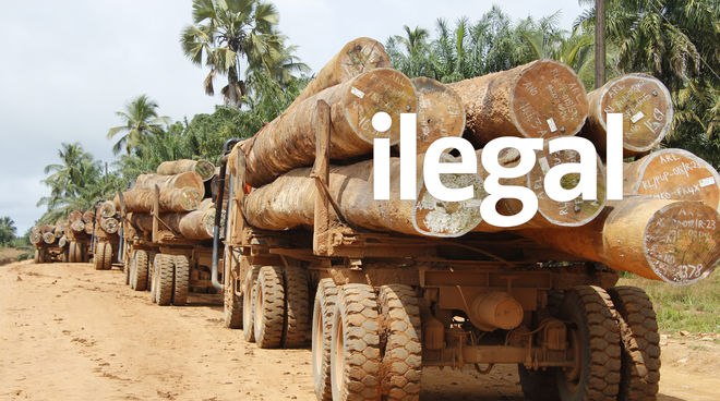 Tráfico de madera en Liberia Tráfico de madera en Liberia